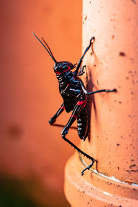 Close-up of insect on wall