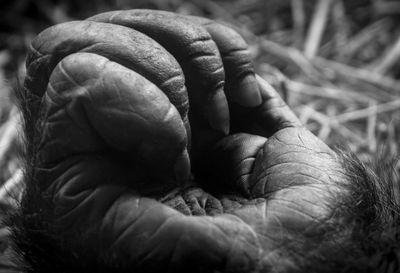 Close-up of human hand