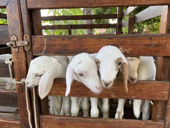 View of sheep in pen