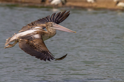 Bird flying over sea