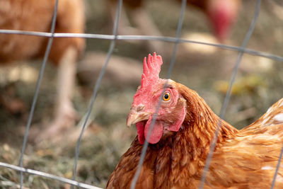 Close-up of rooster