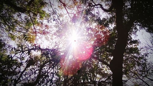 Low angle view of trees in forest against sky