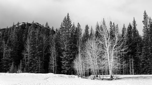 Trees in forest against sky during winter