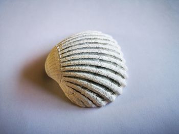 Close-up of seashell on table against white background