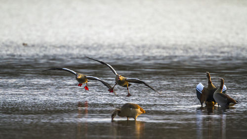 Birds flying over lake