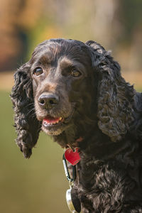 Close-up portrait of a dog