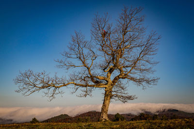 Bare tree against clear sky