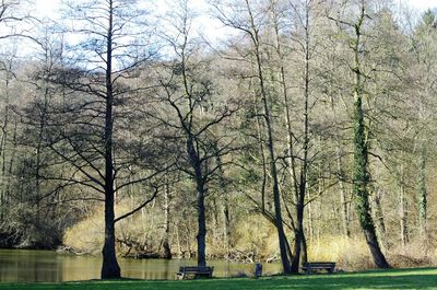 Bare trees in park against sky