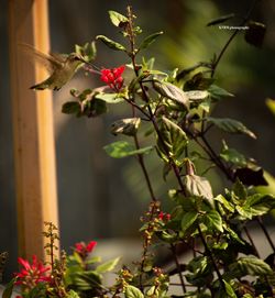 Close-up of hummingbird on plant