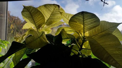 Close-up of autumnal leaves against sky