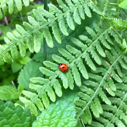 High angle view of ladybug on leaf