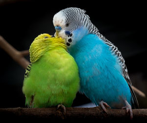 pet