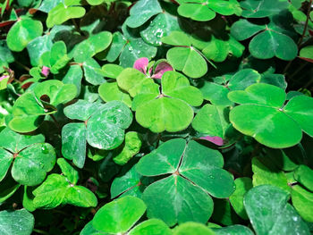 High angle view of raindrops on leaves