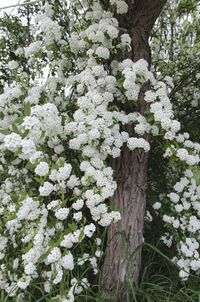 Close up of white flowers blooming on tree