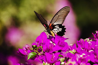 Close-up of butterfly on pink flower