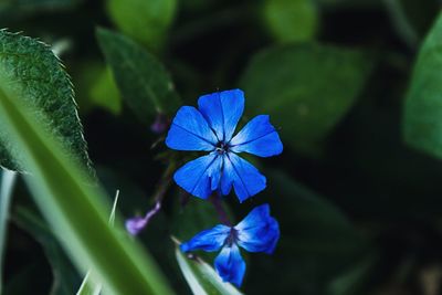Close-up of blue flower blooming outdoors