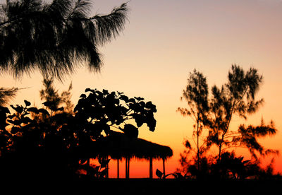 Palm trees at sunset