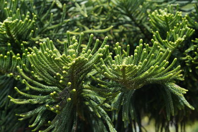 Close-up of pine tree