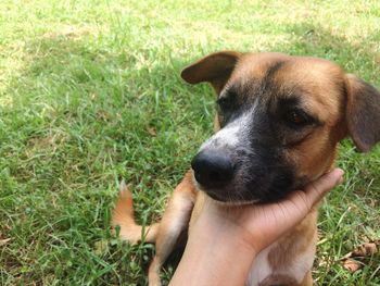 Close-up of hand holding dog on field