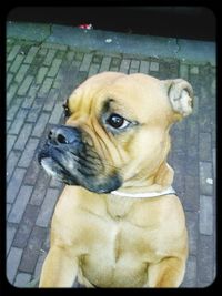 Close-up portrait of a dog