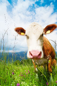 Portrait of cow on field against sky