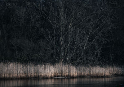 Full frame shot of bare tree at night