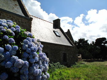 View of plants against blue sky and clouds