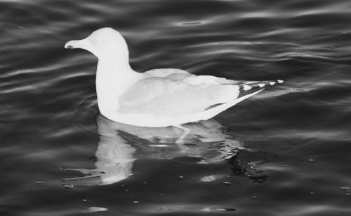 Close-up of swan swimming in lake