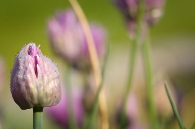 Close-up of purple flower buds