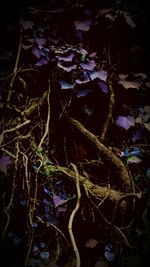 Full frame shot of plants and leaves in water