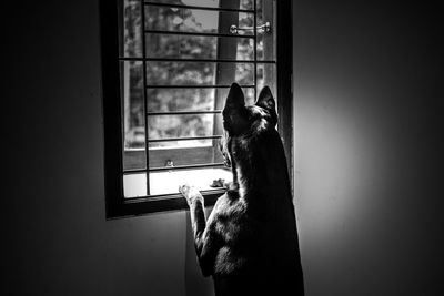 Cat looking through window at home