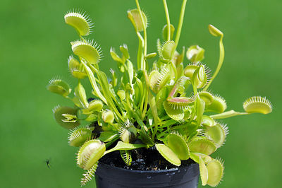 Close-up of venus flytrap plant