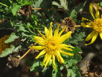 Close-up of yellow flowers on plant