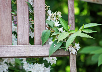 Close-up of plant against wooden fence