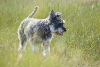 Dog running in a field