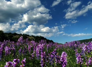 Purple flowering plants on field against sky