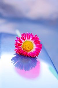 Close-up of pink flower floating on water