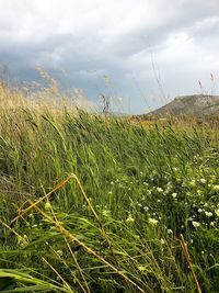 Close-up of wheat field against sky