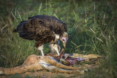 Dead bird eating grass on field