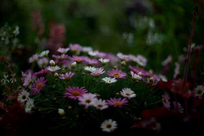 Close-up of pink flowering plants on field