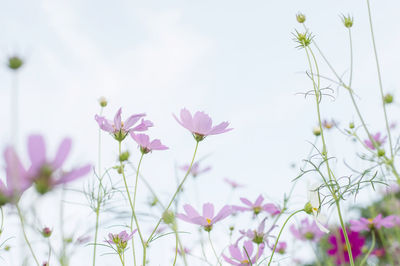 Close-up of pink cosmos flowers on field