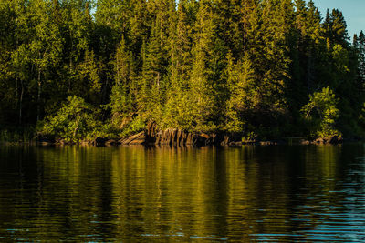 Reflection of trees in water