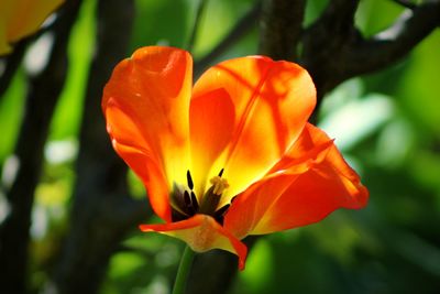 Close-up of orange rose flower