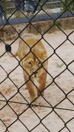 Close-up of chainlink fence