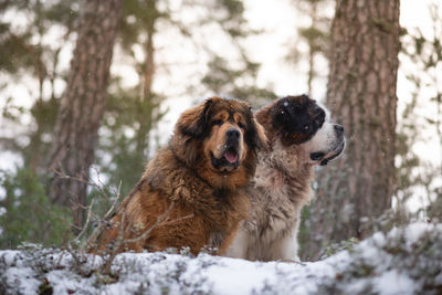 Saint bernard and tibetan mastiff in winter forest