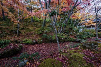 Trees in forest during autumn