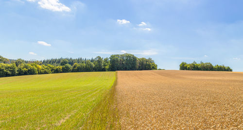 Scenic view of agricultural field against sky