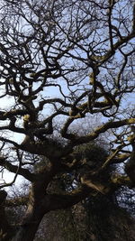 Low angle view of bare trees against sky