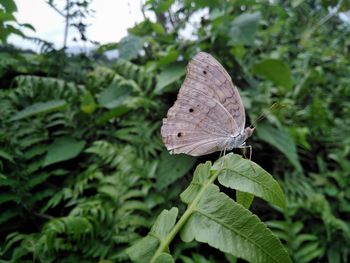 Close-up of butterfly on leaves