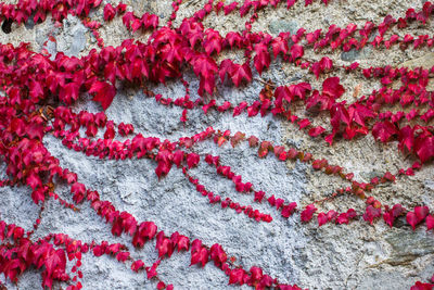 Full frame shot of red fabric